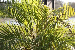 Springtime in Florida : Majesty Palm | Practicing manual foc… | Flickr