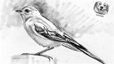 How to Draw a Bird with Pencil Very Easy adn Step by Step - YouTube