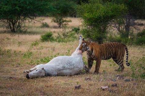 Premium Photo | Tiger hunting cow in forest