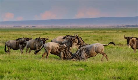 Is the Serengeti a desert? NO, & Here's Why