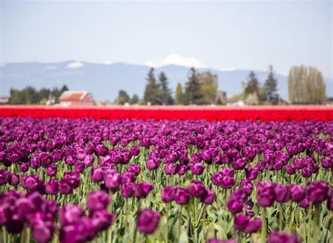 Best Spring Festivals Around The World For Warmer Times