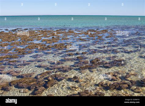 Stromatolites, Shark Bay, Australia Stock Photo - Alamy