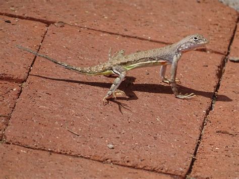 Surprisingly beautiful Southern Arizona lizards