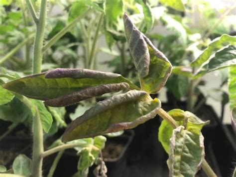 Purple Leaves and Stems on Tomato Seedlings - Cause & Fix