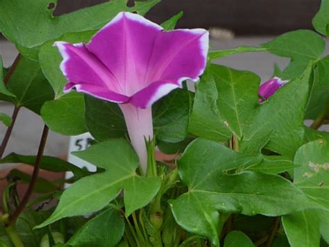 Ipomoea nil 'aokikyobakodachi' | Ipomoea nil | Flower Database