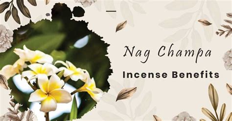 Nag Champa Incense: 5 Benefits And Meaning of This Famous Fragrance