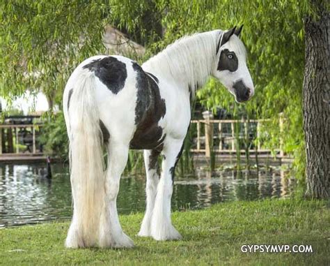 Gypsy Vanner Horses for Sale | Mare | Piebald | Abie