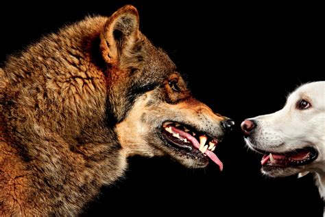 Wolf. Dog. What’s the Difference? | Portland Monthly