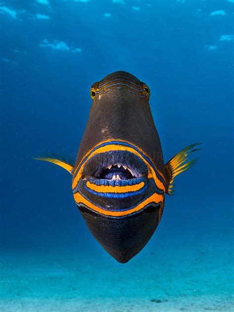 Greg Lecoeur Underwater and Wildlife Photography | TAHITI