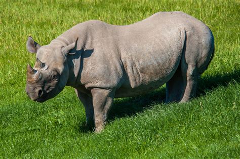 African Rhinoceros Facts