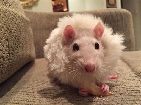 The lion king (or a rat wearing a scrunchie) : r/RATS