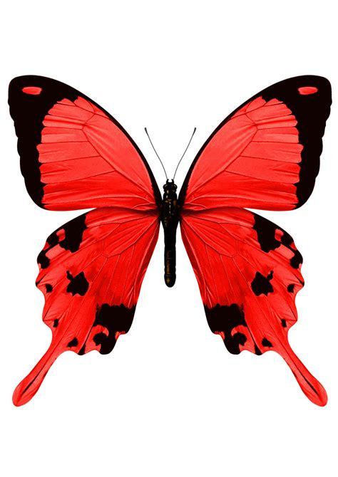 Big Red | Barker & May - Hunters of Hidden Gems | Butterfly drawing ...