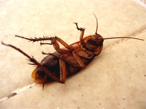 Cockroach Eggs - What Do Cockroach Eggs Look Like and What to Do About Them ...