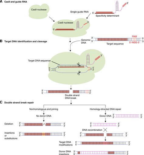 Crispr Cas9 Agriculture