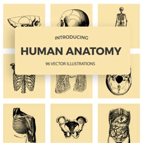 96 Vintage Anatomy Illustrations 2020: Human Anatomy Vectors - Master Bundles