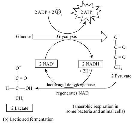 Fermentation And Anaerobic Respiration | Hot Sex Picture