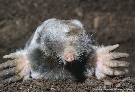 Serious garden pests: voles, moles and gophers | The Real Dirt – Chico ...