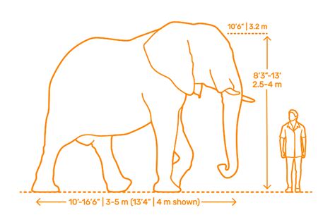 African Elephant Dimensions & Drawings | Dimensions.Guide