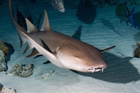 Nurse Shark: Facts, Habitat, and Behavior