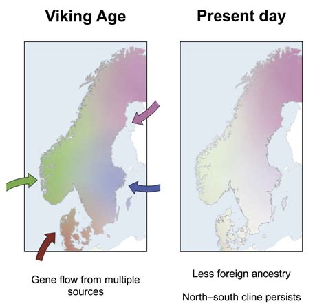 New study reveals who came to Scandinavia during the Viking Age ...