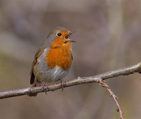 17 Best images about Robin Redbreast on Pinterest | Gardens, English ...