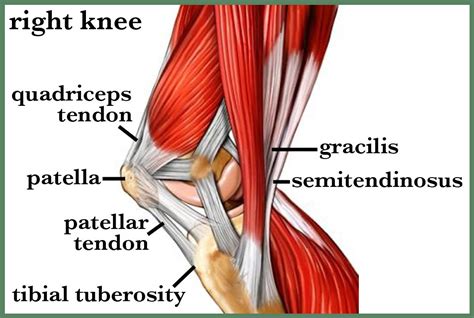 Pin by wieslaw on foto | Anatomy of the knee, How to draw muscles ...