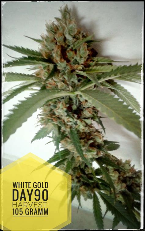 White Gold (White Label) :: Cannabis Strain Info