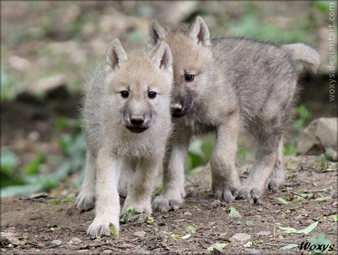 Adorable baby wolves by woxys on DeviantArt