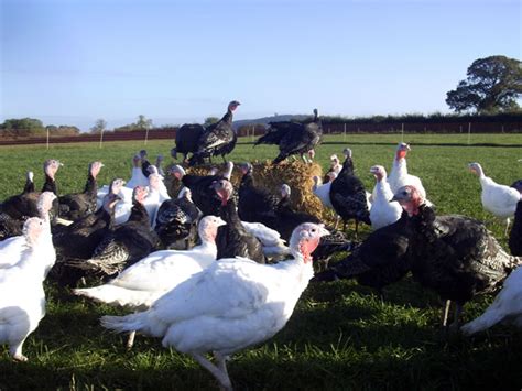 Kimbers' Farm Shop Turkey Days, 22nd & 23rd December 2012