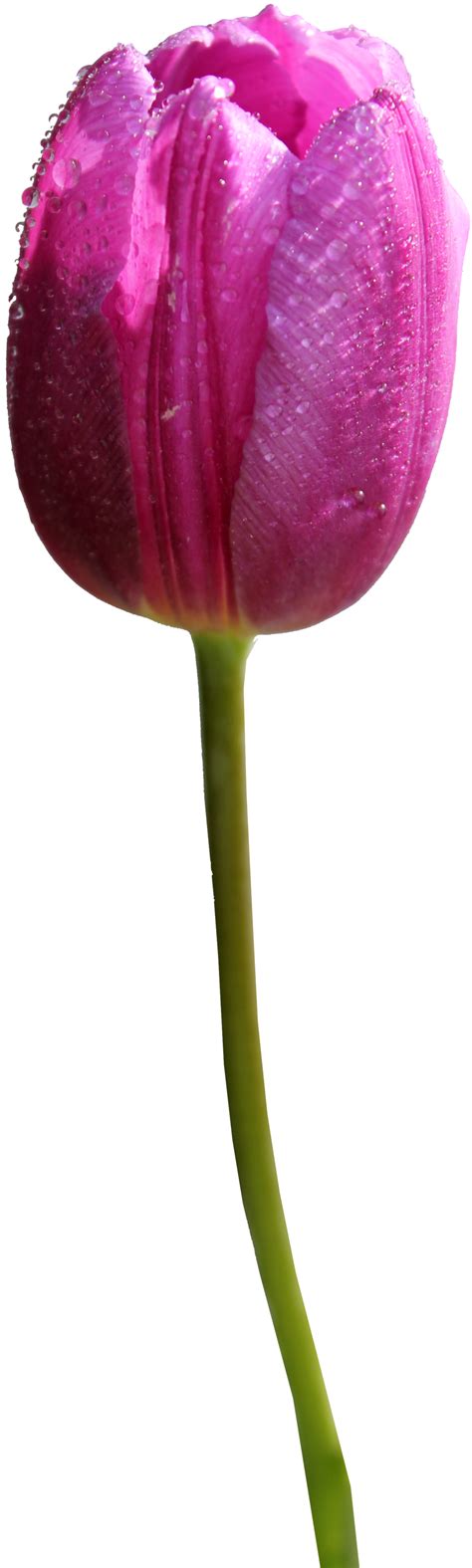 Tulip PNG Transparent Images | PNG All