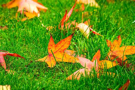 How to Prepare Your Lawn During the Fall Season for Winter: Fall Lawn Care - Gardening Latest