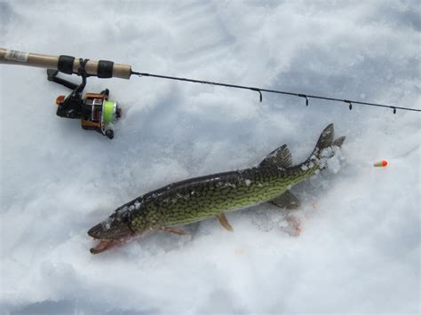 Chain Pickerel Habitat, Spawning, and More - FishNY