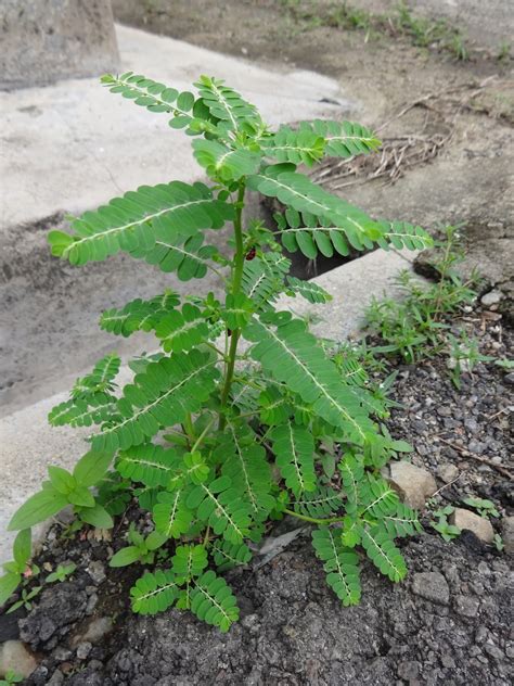 Herbs from Distant Lands: Phyllanthus niruri - Stonebreaker, Chanca ...