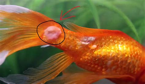 How To Cure fish fungal infection treatment - FishTankLover