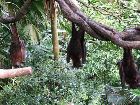 Fruit bats | Among the free ranging exhibits in the Fragile … | Flickr