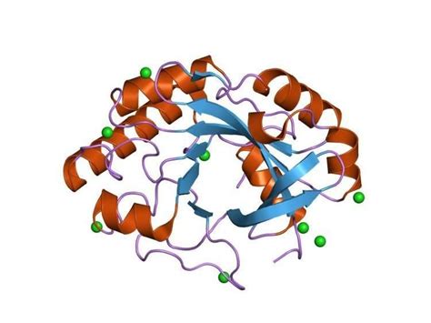 Glycoside hydrolase family 25 - Alchetron, the free social encyclopedia