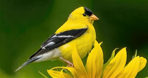 American Goldfinch Sounds, All About Birds, Cornell Lab of Ornithology