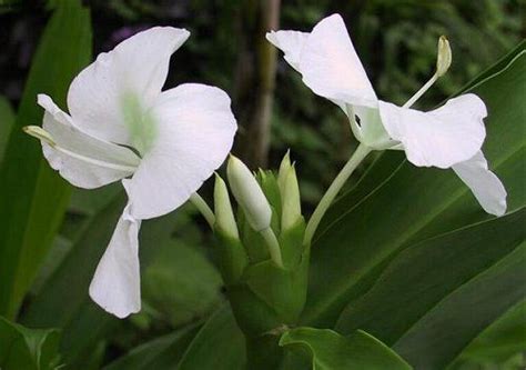 butterfly | Cuba, Havana cuba, Flowers