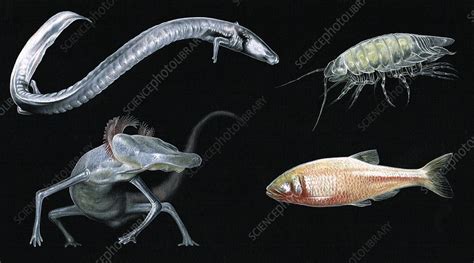 Blind cave animals, illustration - Stock Image - C039/4959 - Science Photo Library