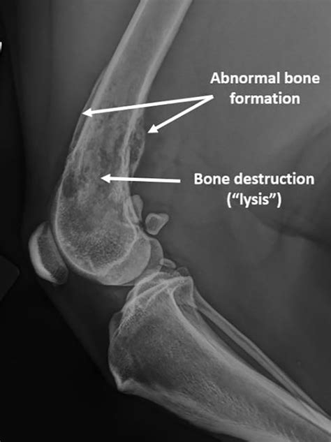 ARC guide to appendicular (limb) osteosarcomas in dogs - ARC Vets