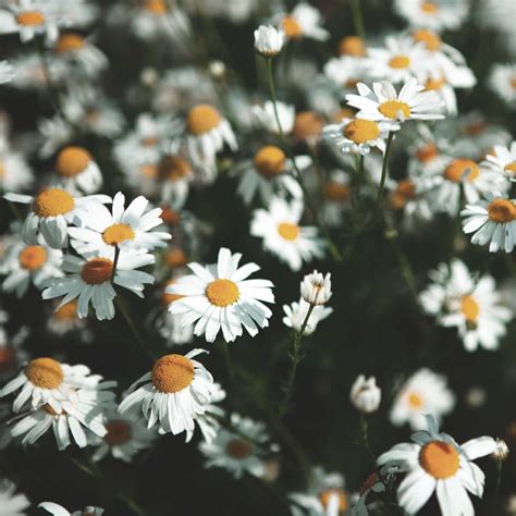 Chamomile (Anthemis nobilis) ~ Celestial Body, Inc.