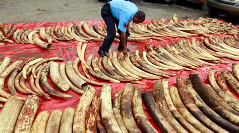 Key facts about the illegal wildlife trade | ITV News