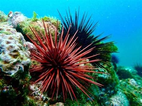 Researchers assess how the quality of red sea urchin roe—uni—influences fishermen's behavior