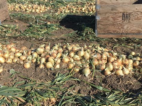 Walla Walla Sweet Onions are about to harvest - National Onion Association