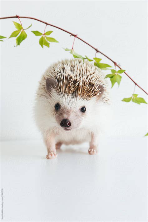 Baby Hedgehog Wallpapers - Wallpaper Cave