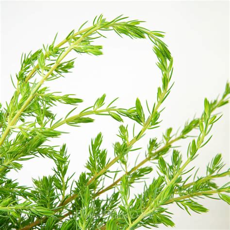 Shore Juniper - Foliage – Divine Plants Online Shop