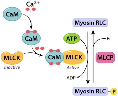 How Is Myosin Light Chain Kinase Activated | Americanwarmoms.org