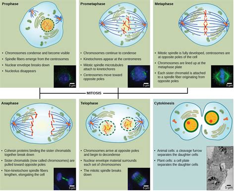 Where Does Mitotic Cell Division Occur Specifically In Plants And ...