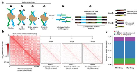 Single cell epigenomics