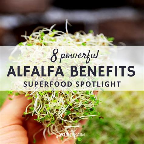 8 Powerful Reasons to Start Eating More Alfalfa | Yuri Elkaim